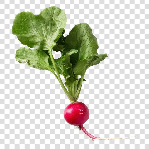 PSD png a radish vegetable produce plant