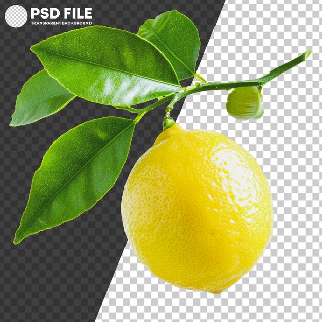 PSD png ripe lemon hanging from green leaves on tree