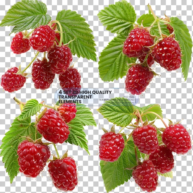 PSD png ripe red berry raspberry fruit plant png on transparent background