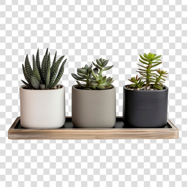 PSD png stylish succulent plants in pots