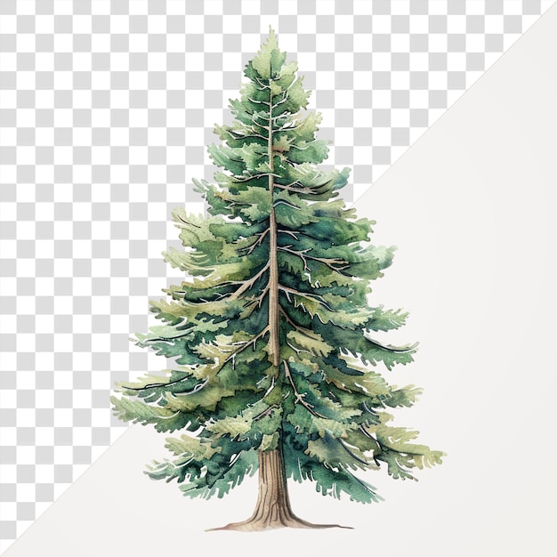 PSD png watercolor evergreen tree illustration