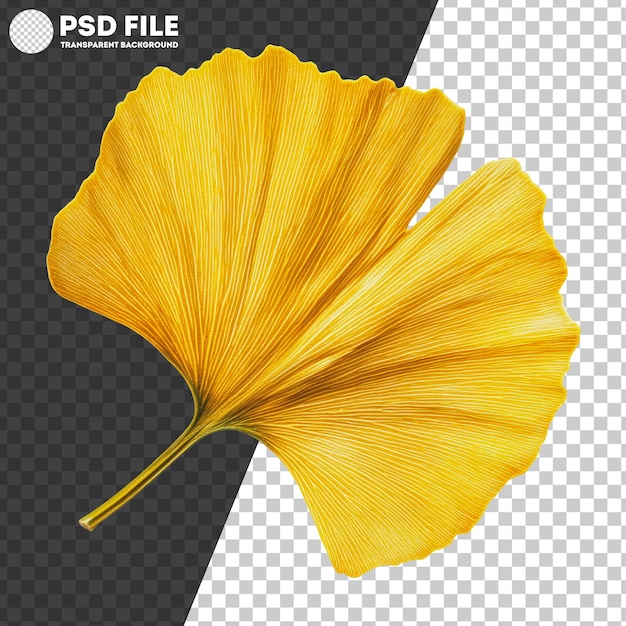 PSD png yellow ginkgo leaf closeup in autumn