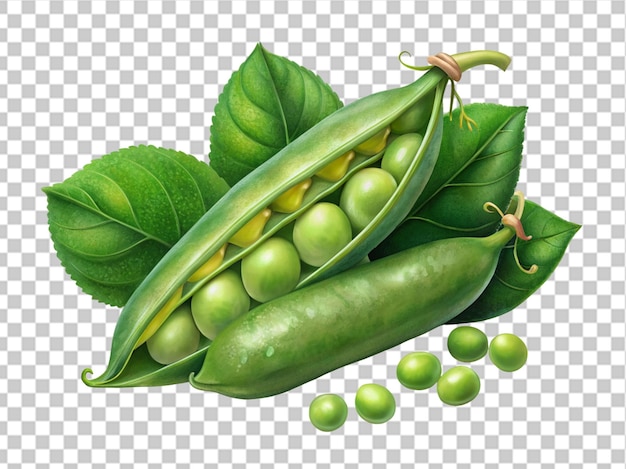 PSD pod of green peas on white background