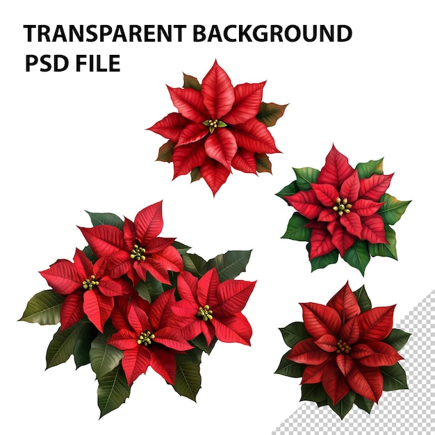 PSD poinsettia flower png isolated on transparent background