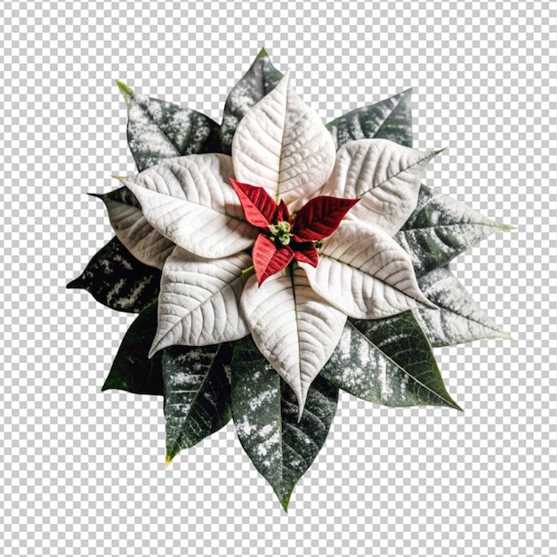 PSD poinsettia flower