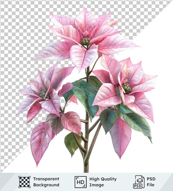 poinsettia plant isolated on transparent background featuring pink flowers and green leaves