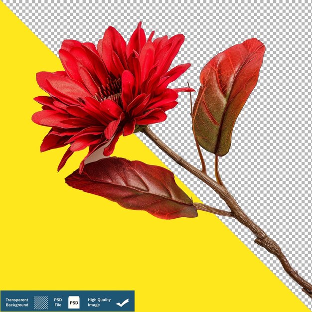 Poinsettia on White Background Illustration on Transparent Background PNG PSD