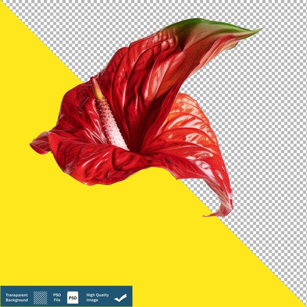 Poinsettia on White Background Illustration on Transparent Background PNG PSD