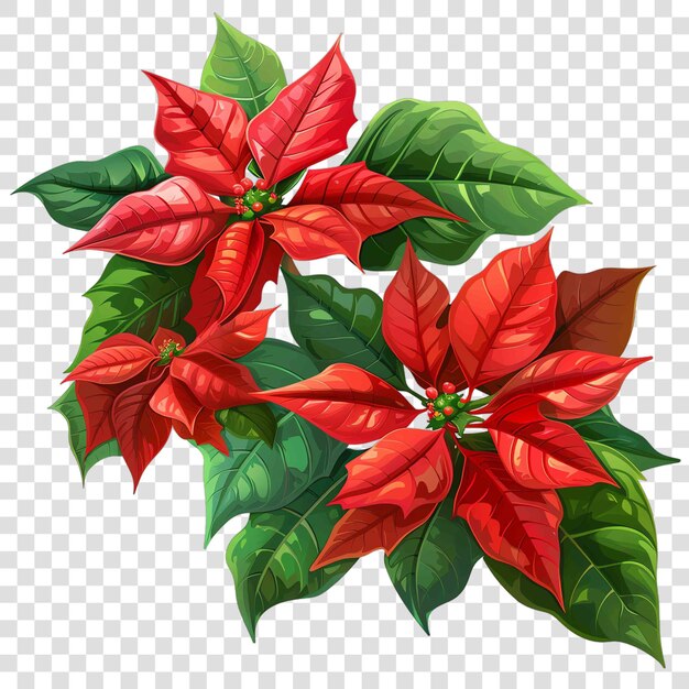 PSD poinsettias christmas illustration background