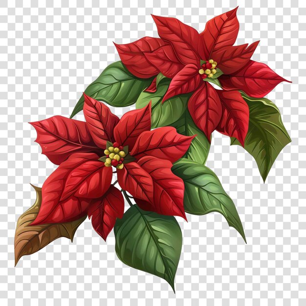 PSD poinsettias christmas illustration background