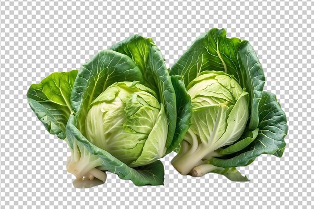 Pointed cabbage isolated on transparent background