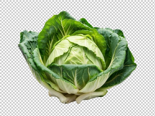 Pointed cabbage isolated on transparent background