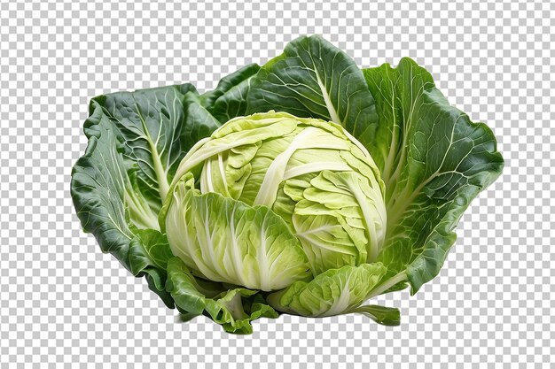 Pointed cabbage isolated on transparent background