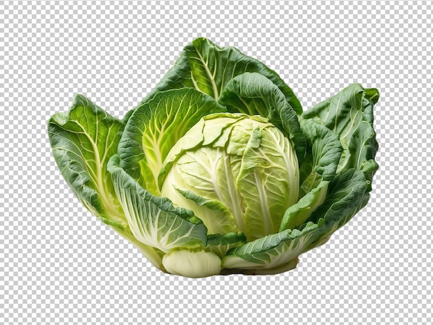 Pointed cabbage isolated on transparent background