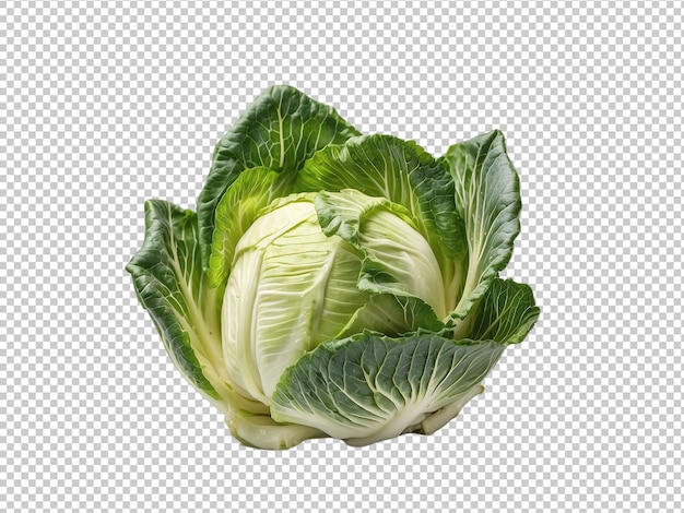 Pointed cabbage isolated on transparent background