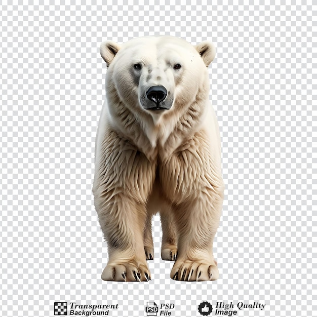 polar bear isolated on transparent background