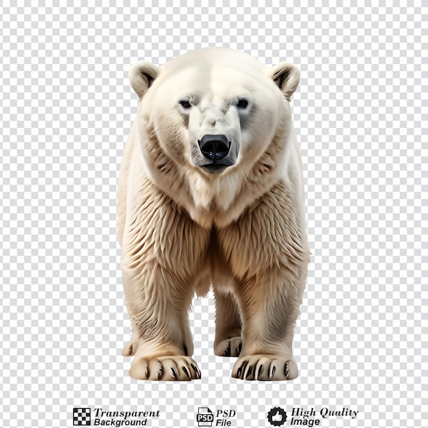 polar bear isolated on transparent background