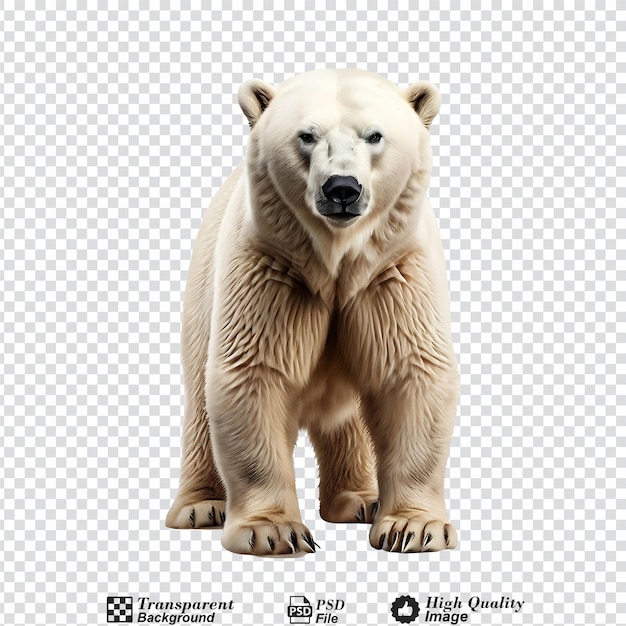 polar bear isolated on transparent background