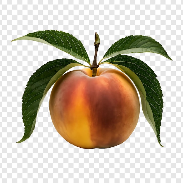 a pomegranate with leaves on a white background