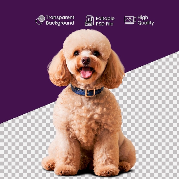 a Poodle dog on a transparent Background