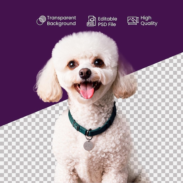 PSD a poodle dog on a transparent background