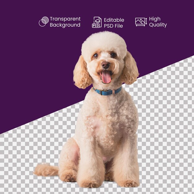 a Poodle dog on a transparent Background