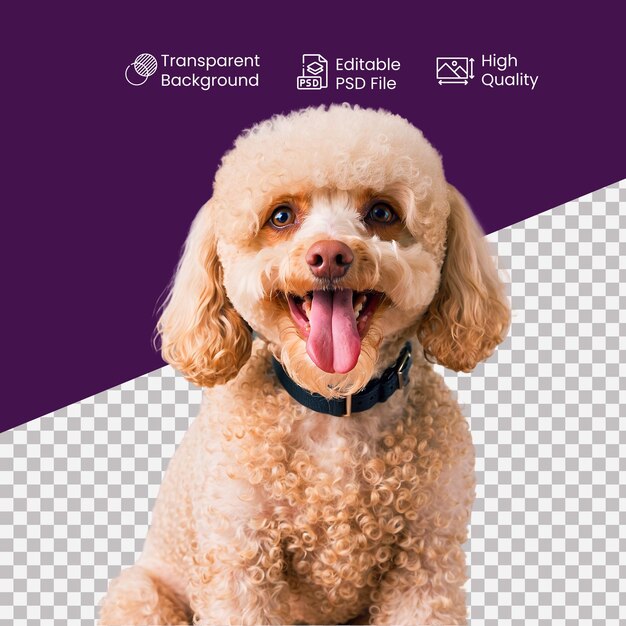 PSD a poodle dog on a transparent background