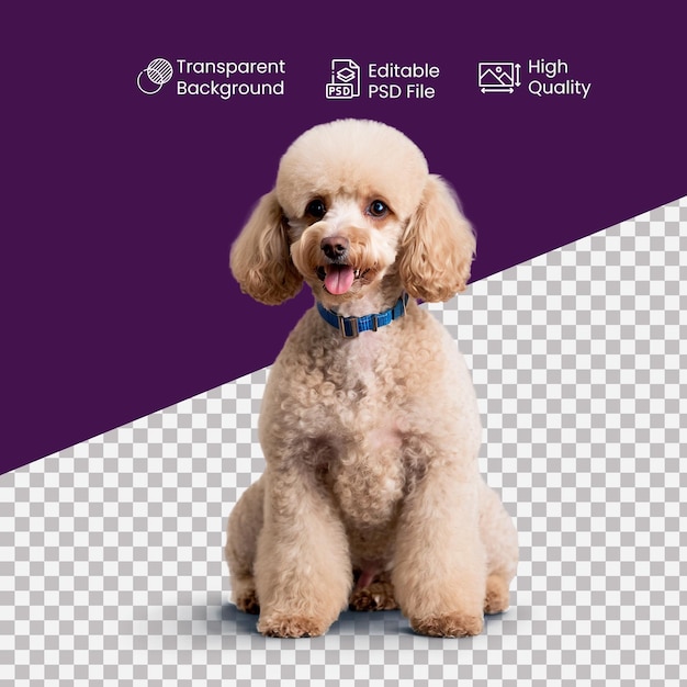 a Poodle dog on a transparent Background