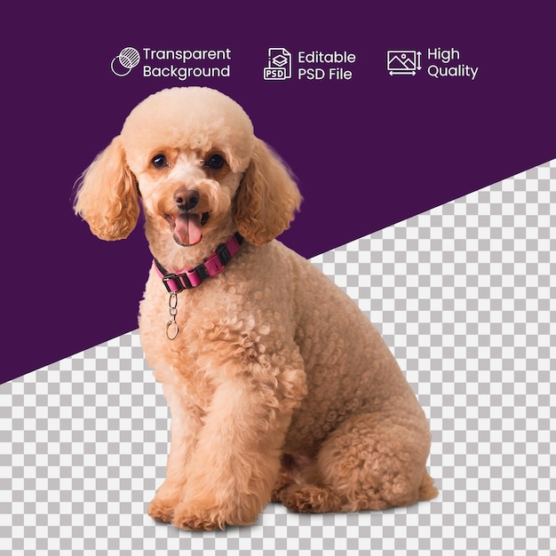 a Poodle dog on a transparent Background