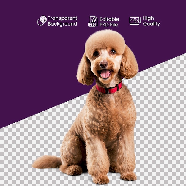 a Poodle dog on a transparent Background