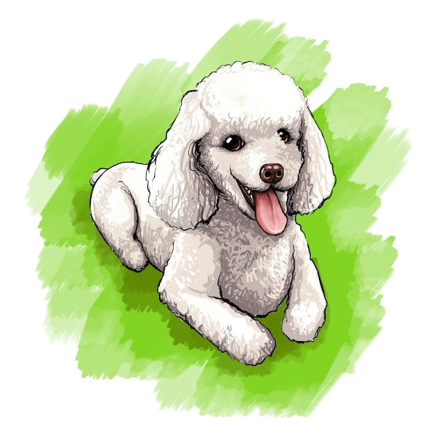 PSD poodle illustration