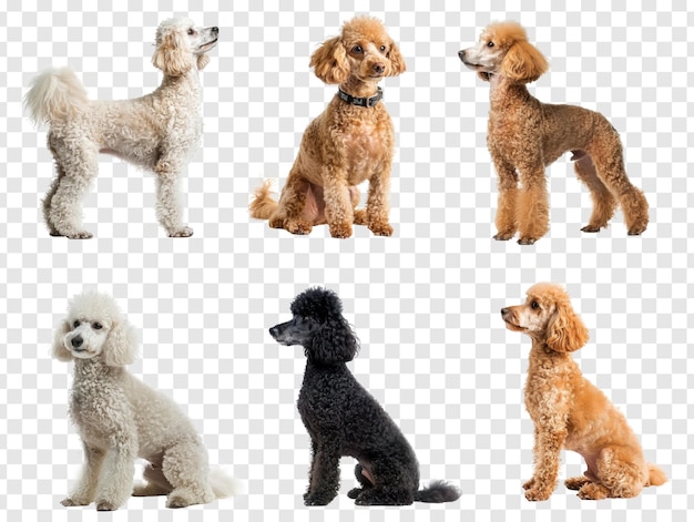 Poodles full body isolate on transparency background PSD