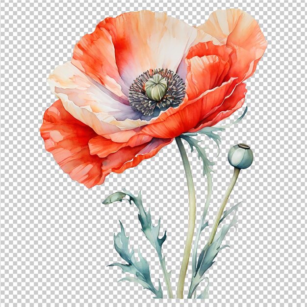 PSD poppy flower design watercolor one poppy flower background design