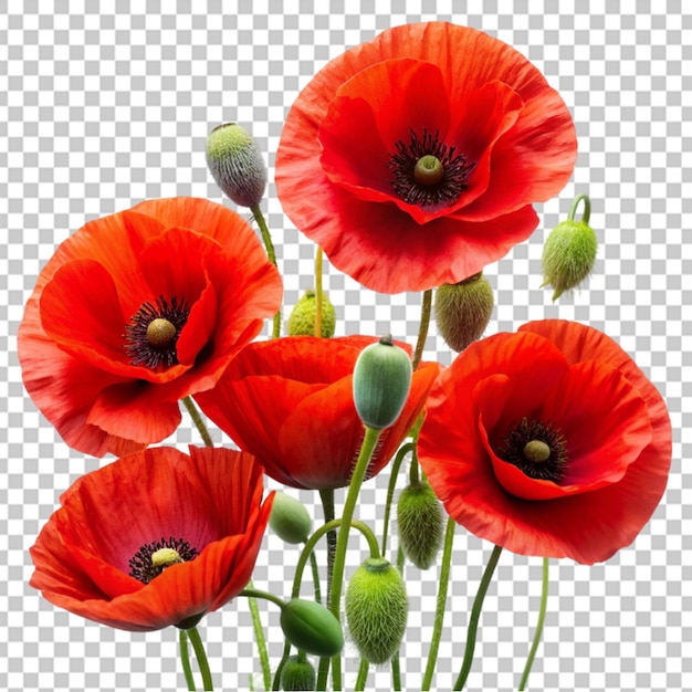 Poppy flower isolated on transparent background