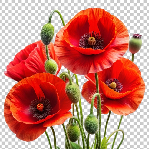 Poppy flower isolated on transparent background