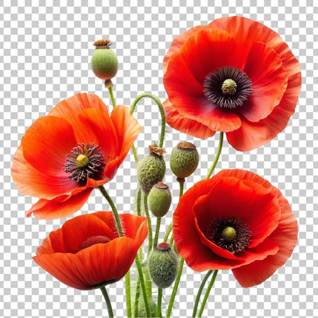 Poppy flower isolated on transparent background