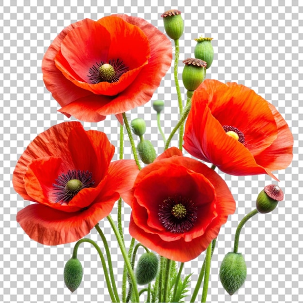 Poppy flower isolated on transparent background