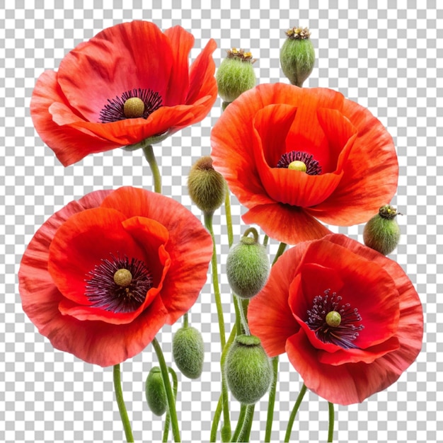 PSD poppy flower isolated on transparent background