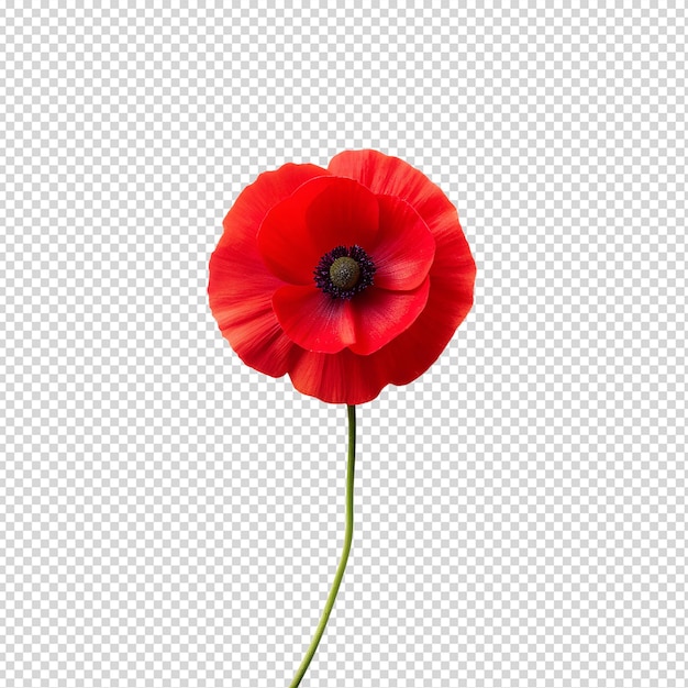 PSD poppy flower isolated on transparent background