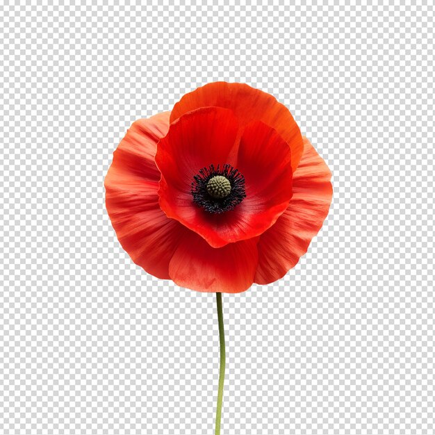 PSD poppy flower isolated on transparent background