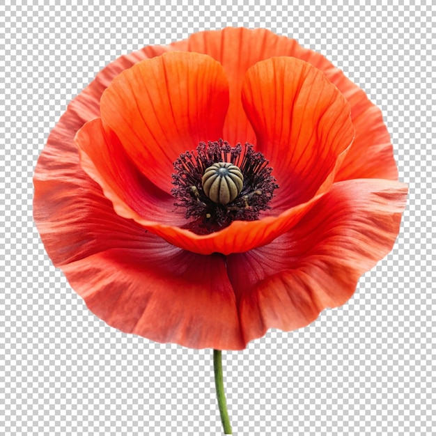 PSD poppy on transparent background