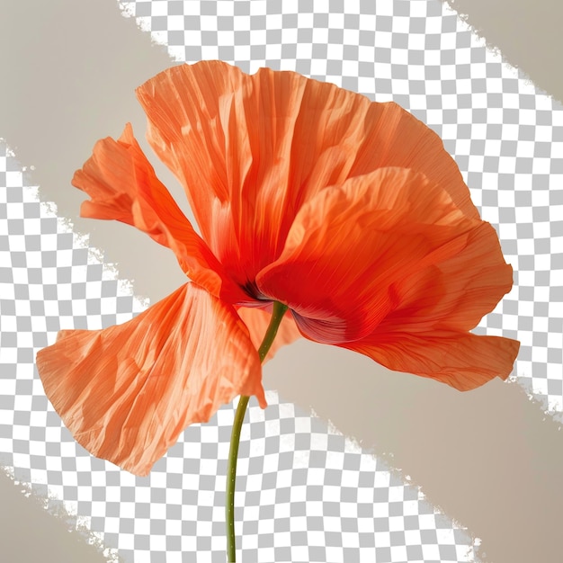 a poppy with a green stem is in the corner of the picture