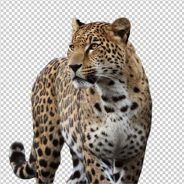 PSD portrait of leopard panthera pardus standing