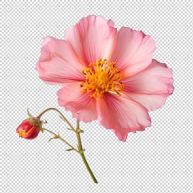 Portulaca dried flower isolated on transparent background