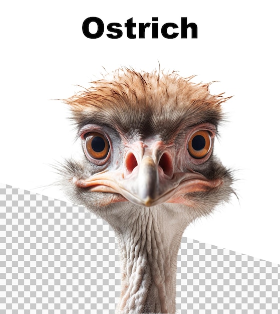 A poster with an Ostrich on transparent background and the word Ostrich on the top