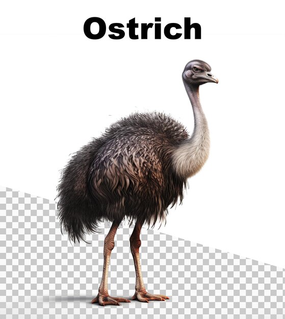 PSD a poster with an ostrich on transparent background and the word ostrich on the top