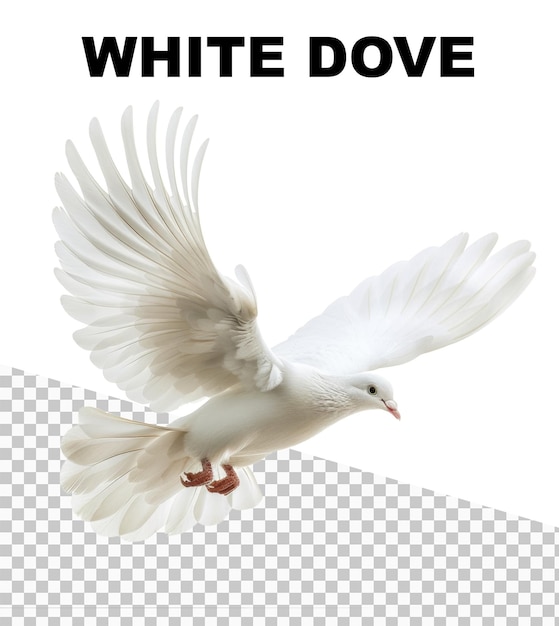 PSD poster with a white dove flying isolated on transparent background