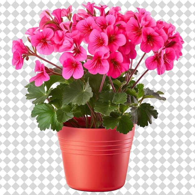 A pot of pink flowers with green leaves A Isolated on transparent background PSD file format