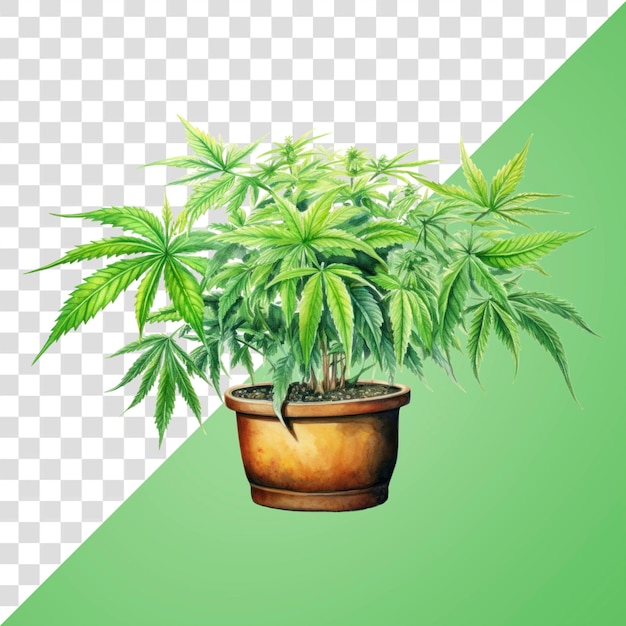 Potted cannabis plant illustration