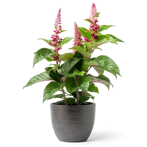 PSD potted_flower_plant_acalypha_hispida cutout archviz psd